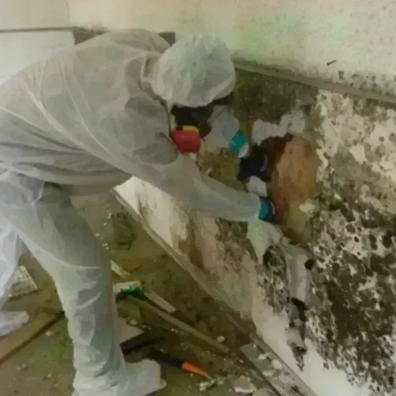 Mold Remediation and Removal in Penobscot, ME